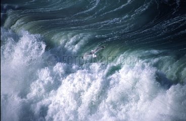 Welle in der Bucht von Douarnenez Feinenz