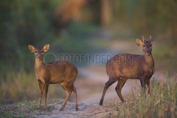 Young male and female hog deer Kaziranga India