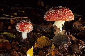 Fly agaric in broad-leaved trees forest Meurthe et Moselle