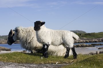 Scottish Blackface Sheep Isle of Mull Scotland