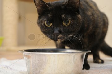 Female European cat eating in a mess tin France