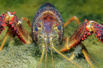 Portrait of Red Swamp Crayfish - Prairie Fouzon France