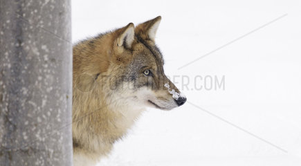 European Wolf in Winter  Canis lupus  Bavarian Forest National Park  Germany  Europe