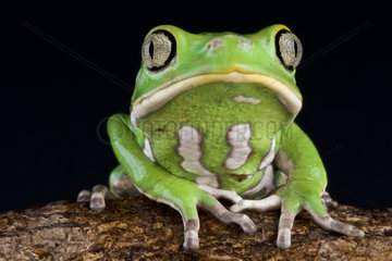 Leaf frog (Phyllomedusa sauvagii)  Chaco  Paraguay