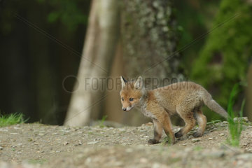 Red fox (Vulpes vulpes) young in the undergrowth  Ardenne  Belgium