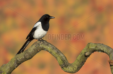 Magpie (Pica pica) Magpie perched on an old branch  England  Autumn