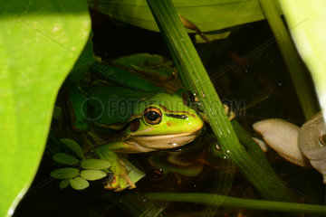 Green and Golden Bell frog - New Caledonia