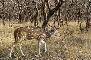 Axis deer male walking in the forest - Ranthambore India