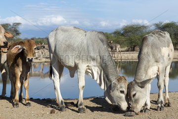 Cows on bank - Lake Magadi Kenya