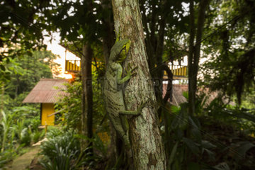 Berthold's Bush Anole Polychrus gutturosus) on a trunk  Chocó colombiano  Ecuador