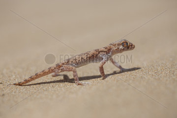 Northern Elegant Gecko (Stenodactylus mauritanicus)  South West Morocco