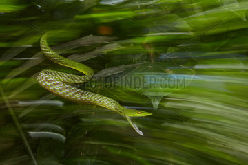 Oriental whip snake (Ahaetulla prasina prasina) attacking from Tomohon - North Sulawesi - Indonesia