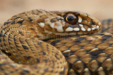 Portrait of Montpellier snake - France