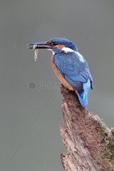 Common Kingfisher on branch with fish - Warwickshire UK