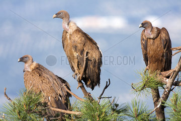 Griffon vultures on branches -