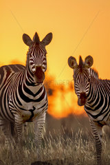 Burchell's zebra (Equus quagga burchellii) at dusk  Kruger National Park  South Africa