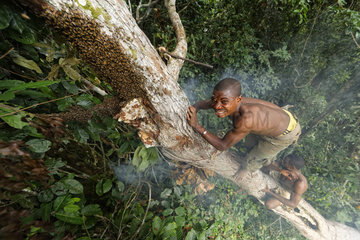 The pygmy canopy honey. Surrounded by bees  the honey-hunter balancing on the tree trunk plunges his hand into the nest to harvest the honeycombs. In the N?Bensele clan  the best way to find a wife in the camp is to give her honey. A man has to know how to climb and not be afraid of stings. Likouala  Congo