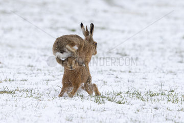 Brown Hares boxing in a meadow covered by snow - GB