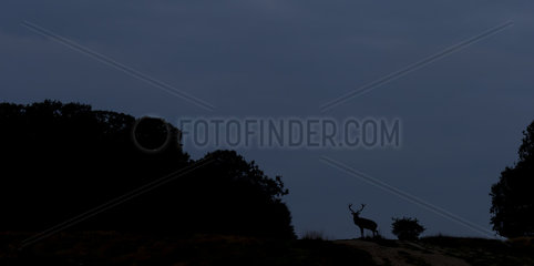 Stag Red Deer standing on top of a hill in autumn - GB