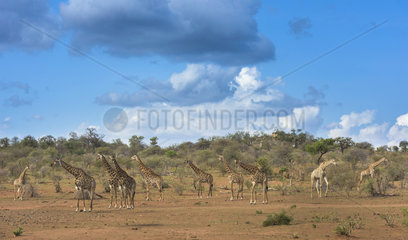 Giraffes (Giraffa camelopardalis) under stormy sky  Kruger  South Africa
