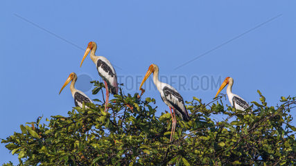 Painted Storks (Mycteria leucocephala) on a tree  Arugam bay lagoon  Pottuvil nature reserve  Sri Lanka