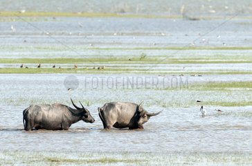 Water buffaloes (Bubalus bubalis) in water  Thale Noi  Patthalung  Thailand