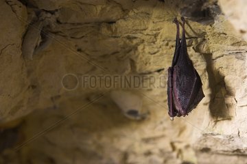 Condensation on a Greater Horseshoe Bat in a cavity France