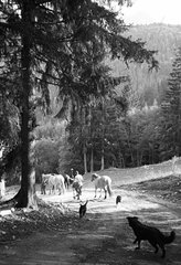 Descent from the pasture with horses and dogs Alps