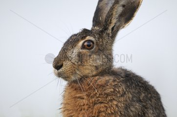 Portrait of European Hare profile Vosges France