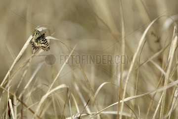 Southern Festoon in the tall grass Ardeche France