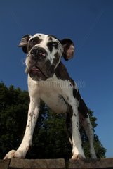 German mastiff harlequin playing on a table France