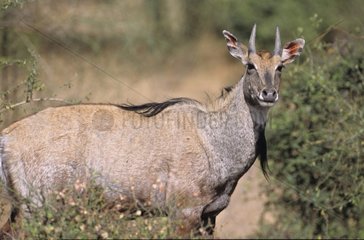 Antelope Keoladeo Ghana NP India