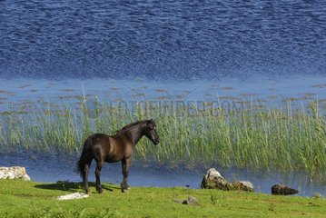 Horse on the edge of a pond Connemara Ireland
