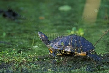 Berlandier's Tortoise in swamp Texas USA