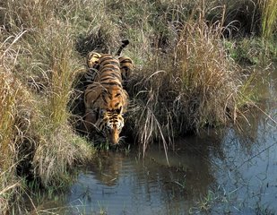 Brennen bengalisches Tiger Indien