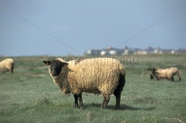 Sufolks Schafe auf den Salzwiesen der Somme -Bucht