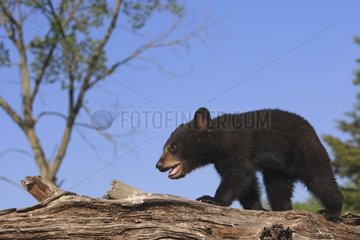 Young Black Bear 4 months walking on a trunk USA
