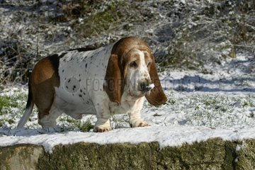 Basset Hound im Schnee Frankreich