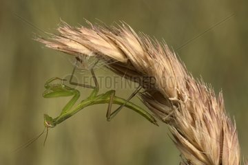 Larve des Beten von Mantis auf einem Ohr Frankreich aufgehängt