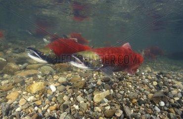 Couple de Saumon rouge rivière Adams Colombie-Britannique