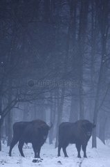 European bisons in the fog in winter Bialowieza Poland