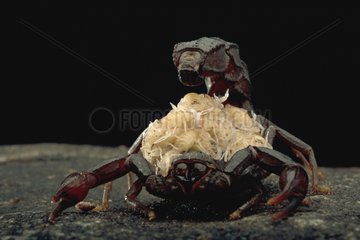 Femelle Scorpion portant pullus sur le dos Arabie Saoudite