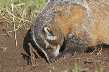 American badger scratching the earth USA