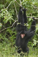 Wolly spider monkey in the branches of a tree South america