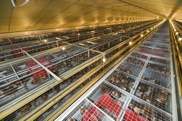 Legen Sie ISA -braune Hühner in der industriellen Zucht Frankreichs
