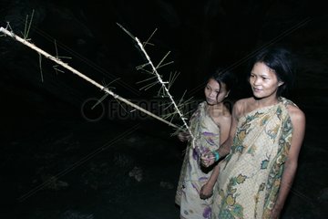Fledermäuse in den Höhlen Tau't Batu Palawan Philippinen festhalten