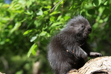 Young American Porcupine on a branch Montana USA