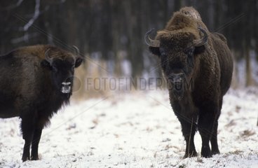 Bisons of Europe under snow in Poland