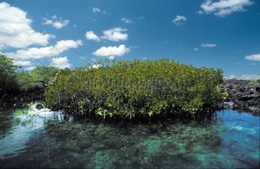 Bildung von roten Mangroven groÃŸen Galapagos