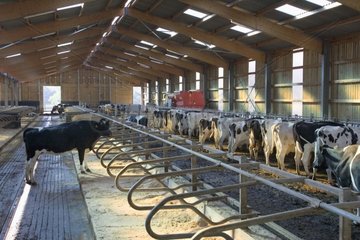 Kühe Prim 'Holstein im Stalling Frankreichs